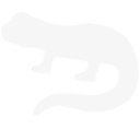 Lezard